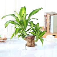 Brazilian Lucky Wood, Mini Home Plant Decorations,